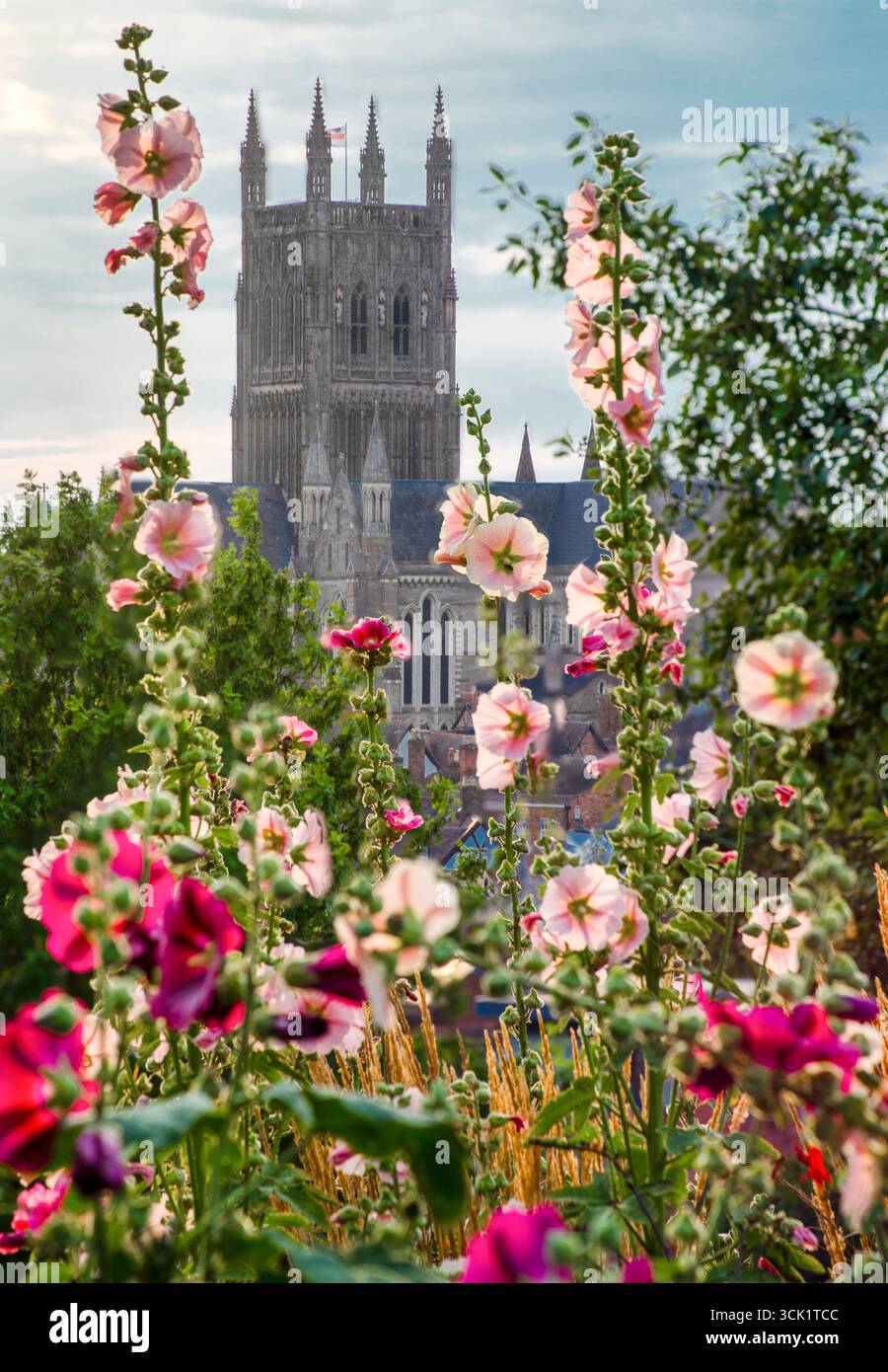 Splendida flora rosa e magenta, tramonto sulla tranquilla cima della collina e punto panoramico della battaglia di Worcester, combattuta alla fine della Guerra civile inglese Foto Stock