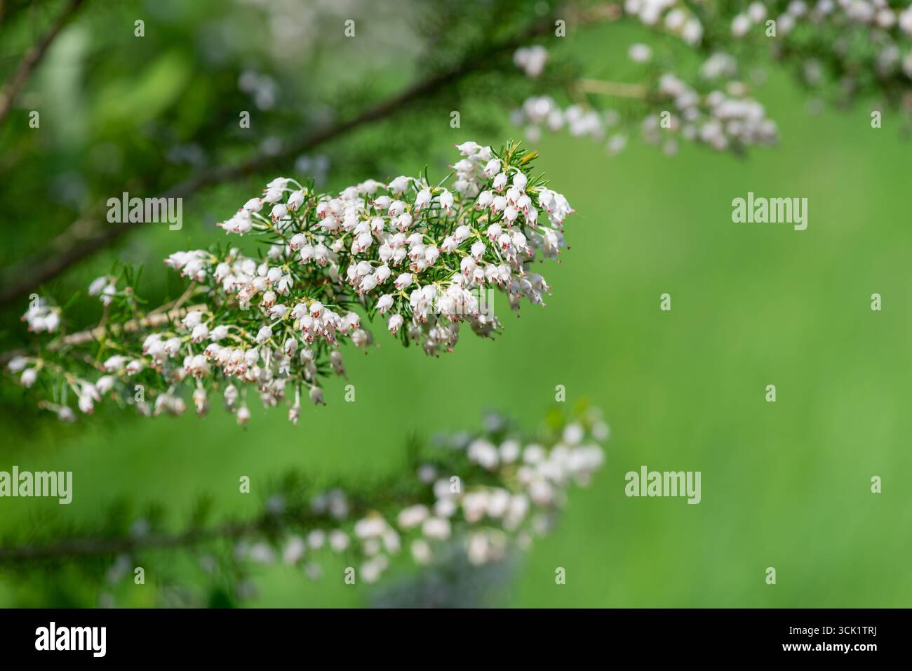 Primo piano dei fiori della brughiera della Cornovaglia (erica vagans) in fiore Foto Stock