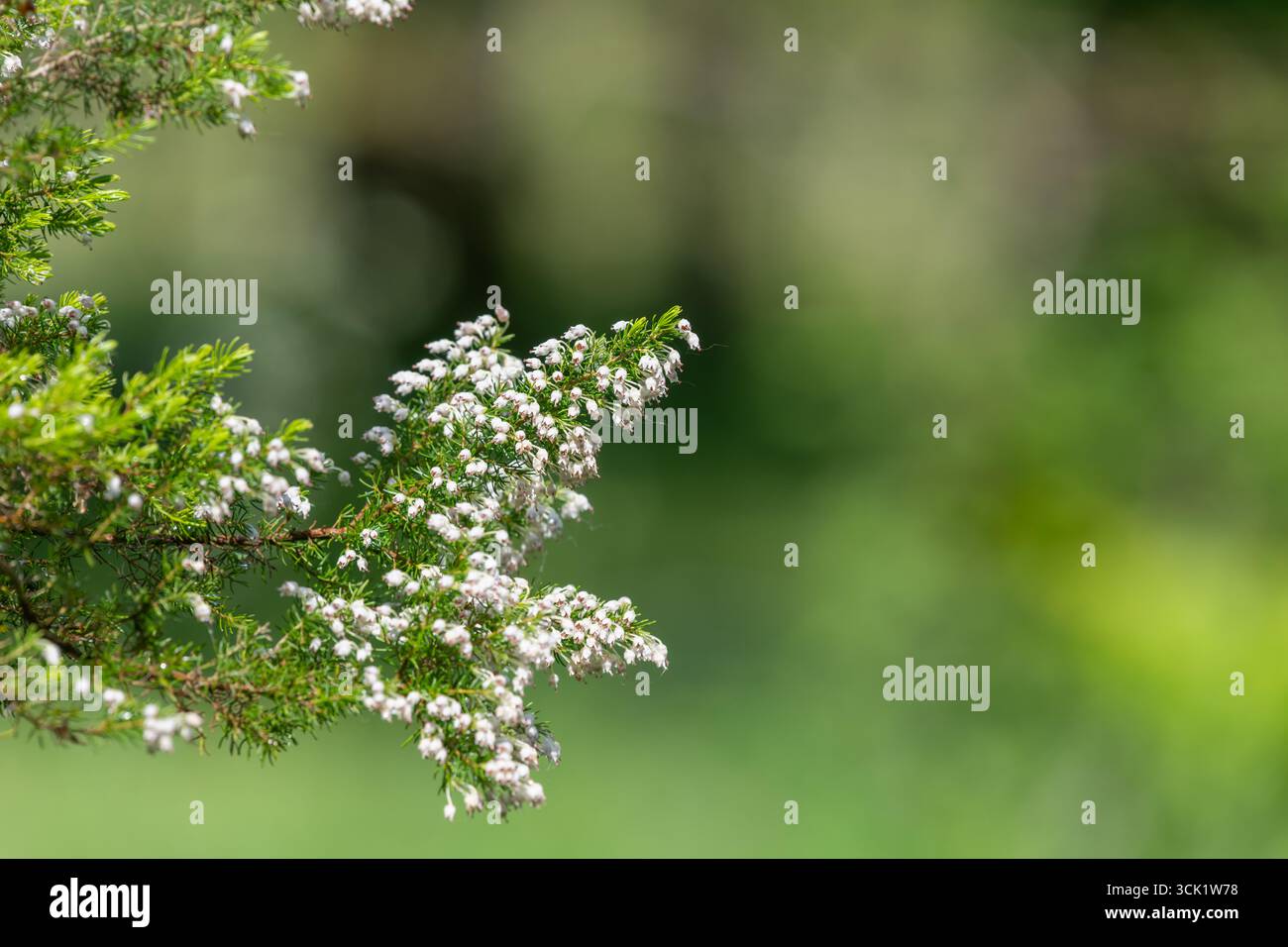 Primo piano dei fiori della brughiera della Cornovaglia (erica vagans) in fiore Foto Stock