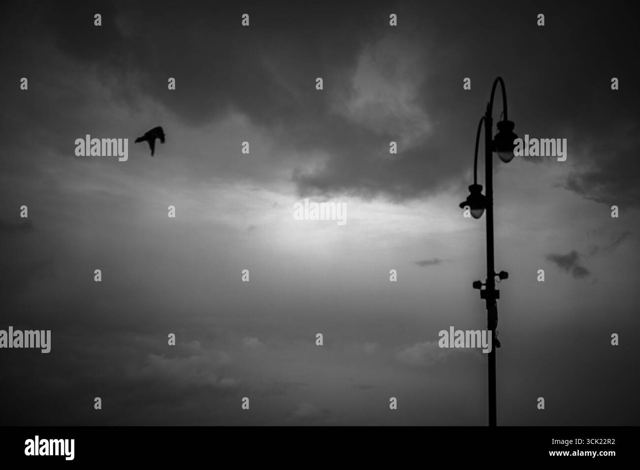 Uccello bianco e nero che vola con la silhouette del lampione Foto Stock