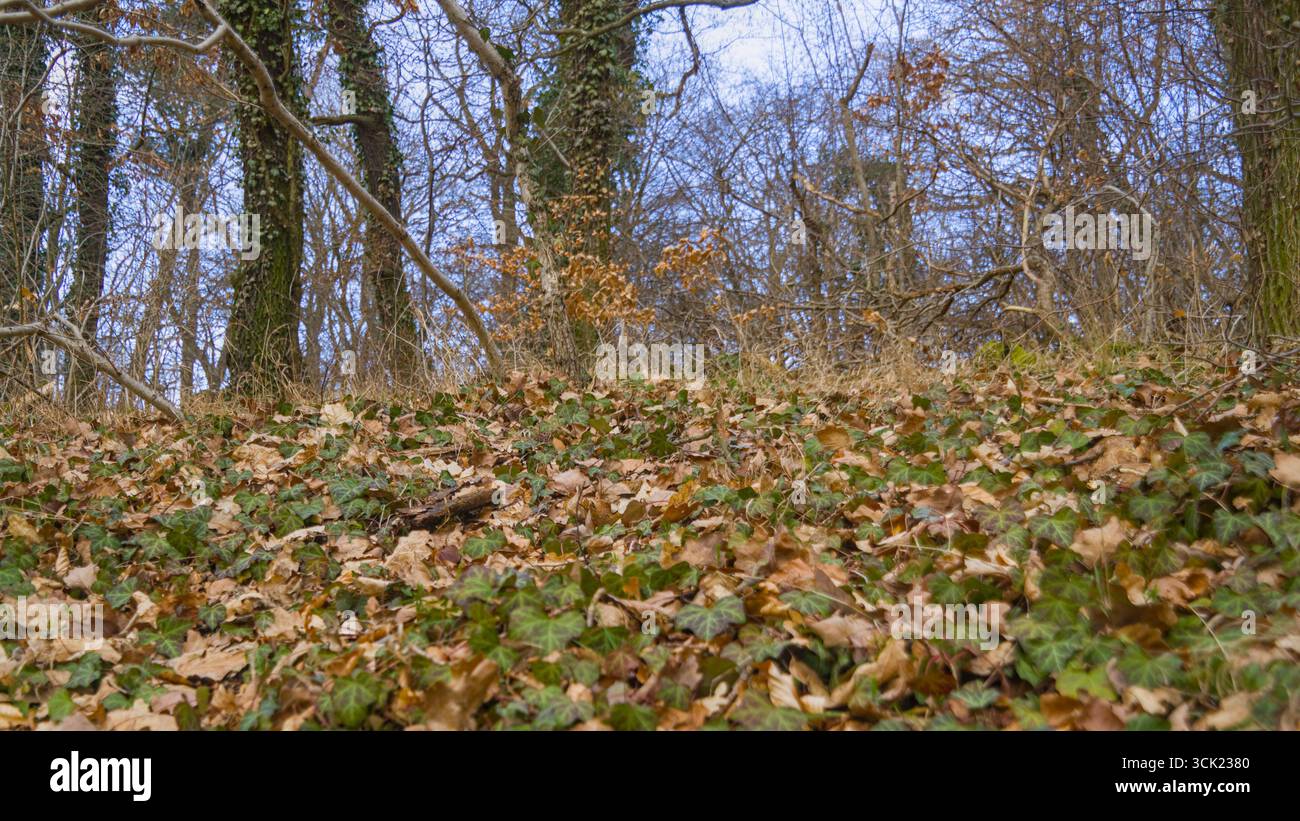 Foglie cadute tra le vigne di edera su un argine forestale in inverno, con alberi senza foglie. Foto Stock