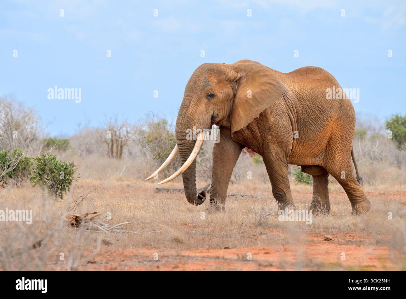 Elefante africano maschio (Loxodonta africana) con grandi zanne che camminano nella savana, nel parco nazionale dello Tsavo East, Kenya Foto Stock