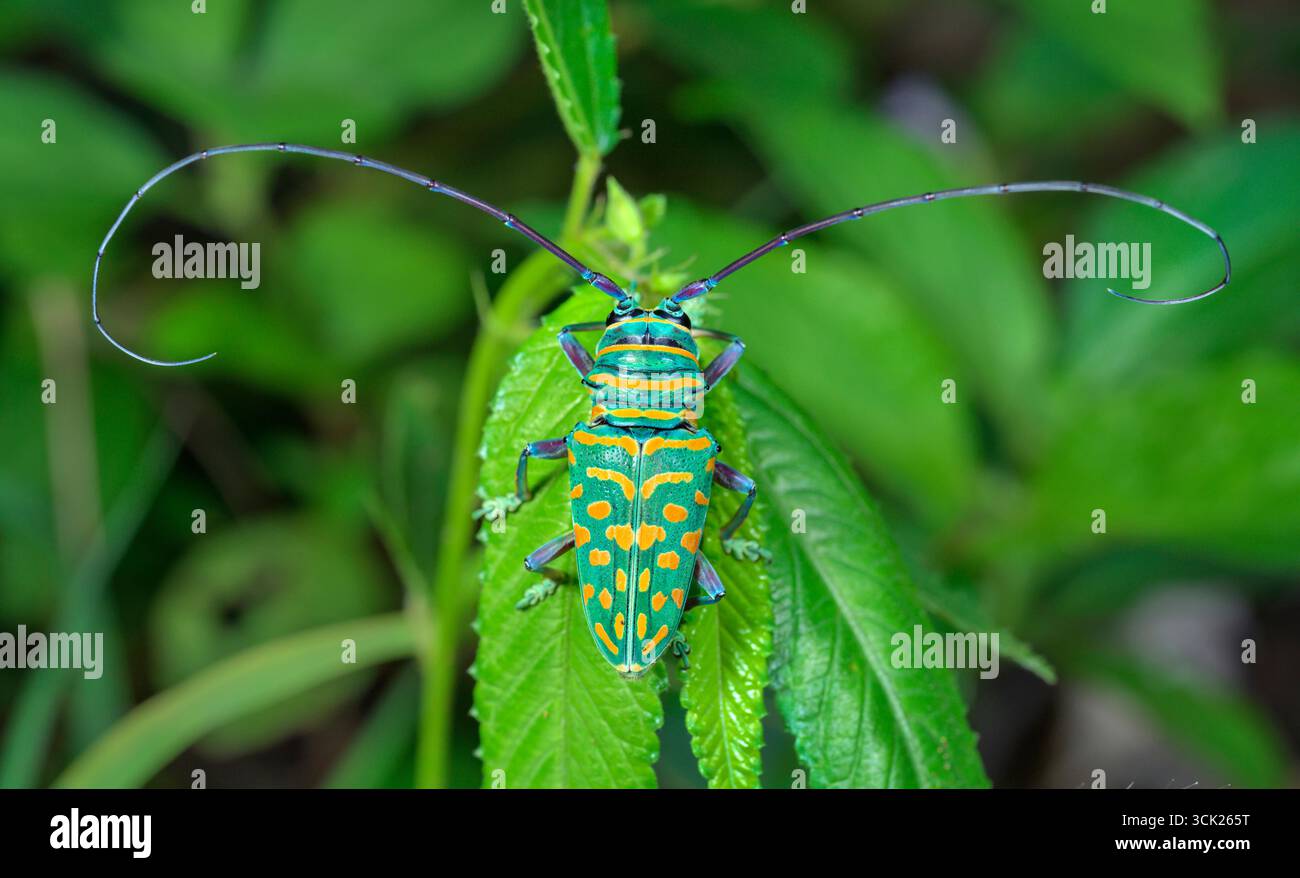 Jewel longhorn Beetle (Sternotomis bohemani) sull'erba, contea di Kwale, Kenya costiero. Foto Stock