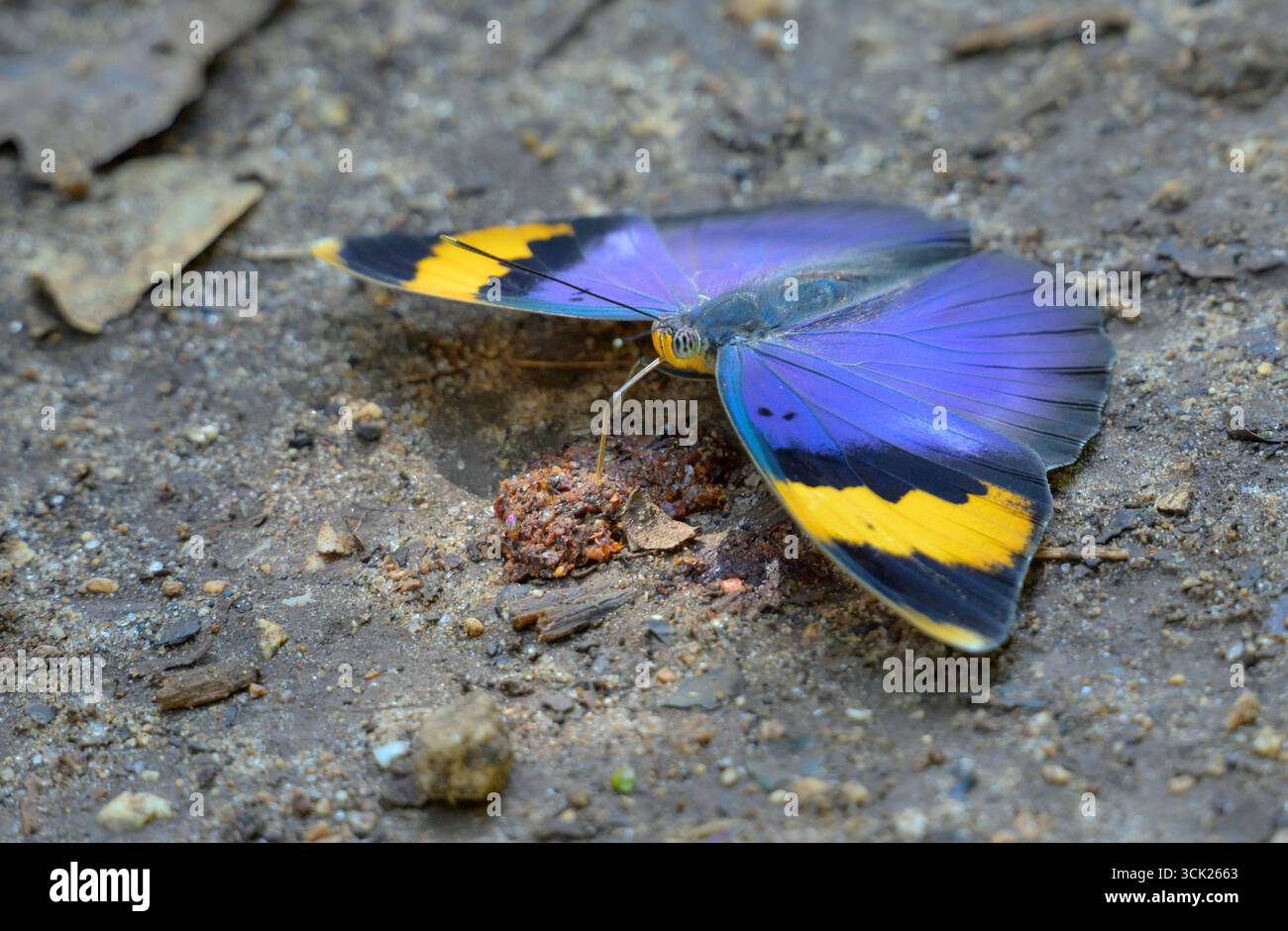 Farfalla di Forester (Euphaedra neophron) con banda d'oro che si nutre di feci animali a terra, contea di Kwale, Kenya costiero. Foto Stock