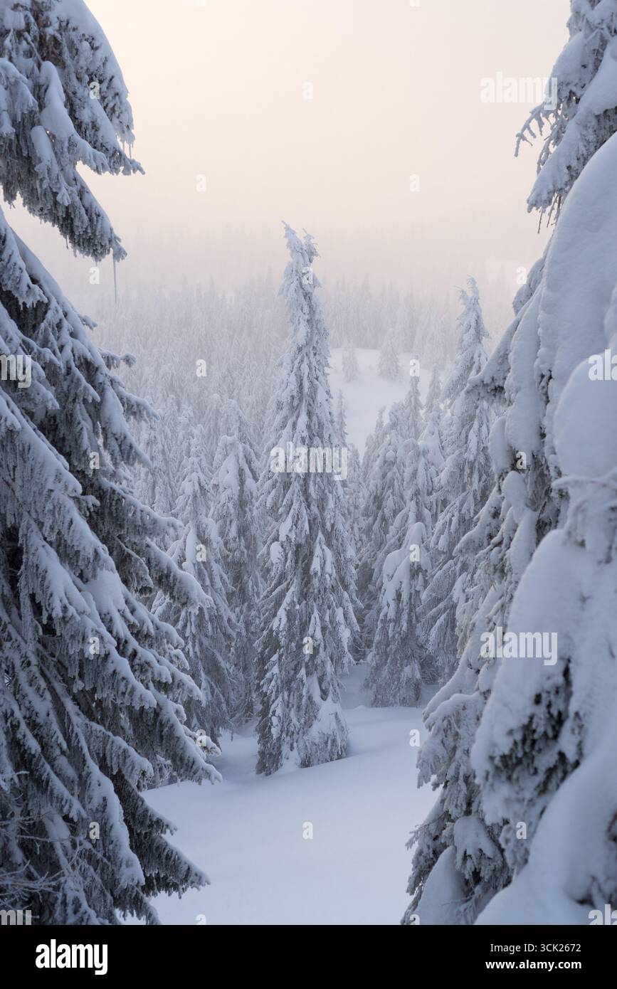 Foresta di montagna invernale con alberi di Fir ricoperti di neve circondati da nebbia fredda mattutina Foto Stock