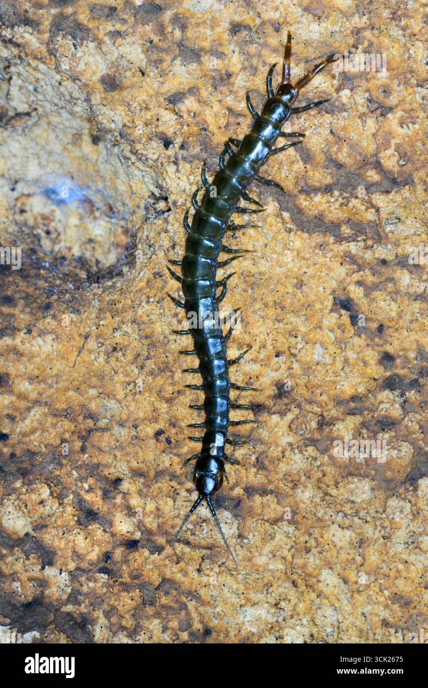 Centipede gigante africano o Scolopendra (Ethmostigmus trigonopodus) sulle pareti della grotta, contea di Kilifi, Kenya costiero. Foto Stock