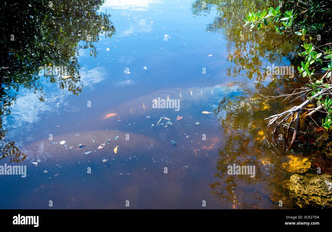 Due lamantini della Florida (Trichechus manatus) con cicatrici dovute a un infortunio da sciopero in barca a Sanibel, Florida Foto Stock