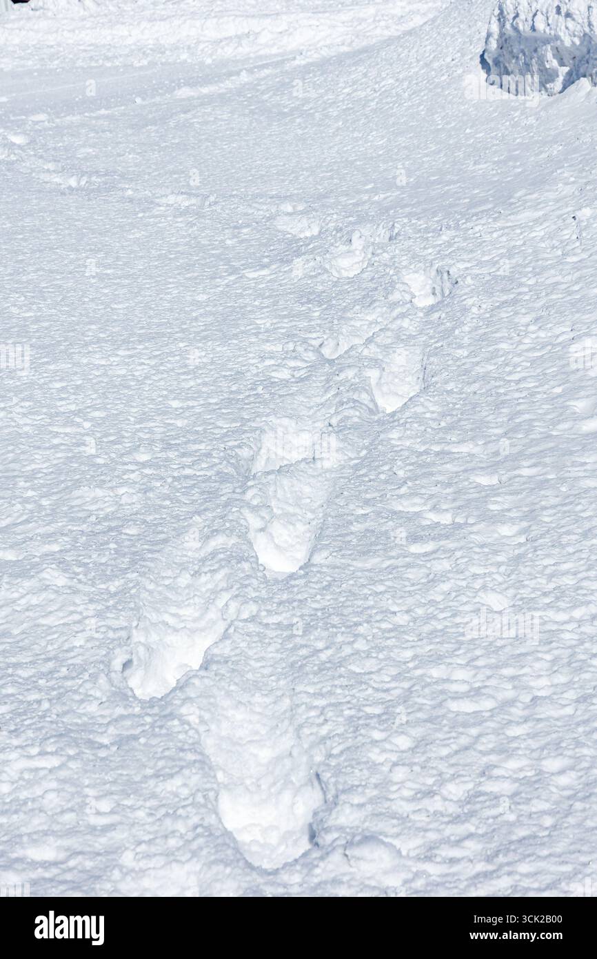 Ambiente invernale fresco e freddo con un percorso di impronte di neve bianca testurizzata Foto Stock