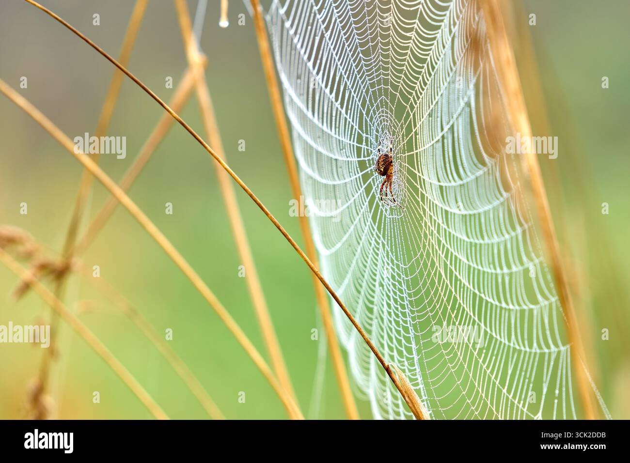 Cross Orbweaver Spider Web Dewdrops. Primo piano di un ragno Cross Orbweaver su una rete coperta di gocce di rugiada. Foto Stock