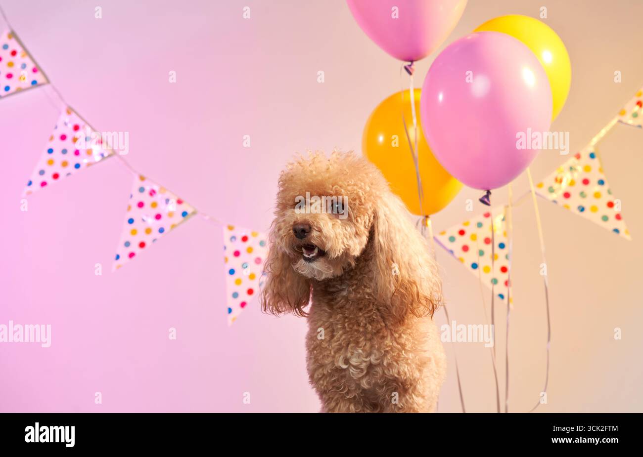 Un soffice barboncino si trova tranquillamente sotto palloncini rosa e giallo, circondato da decorazioni di compleanno. La scena natalizia mette in risalto il fascino del cane e del Foto Stock