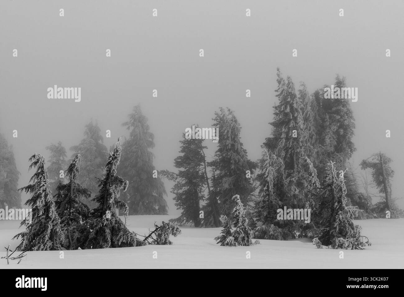 Paesaggio invernale caratterizzato da sempreverdi con rami ricoperti di bianco e una coperta di neve. Foto Stock