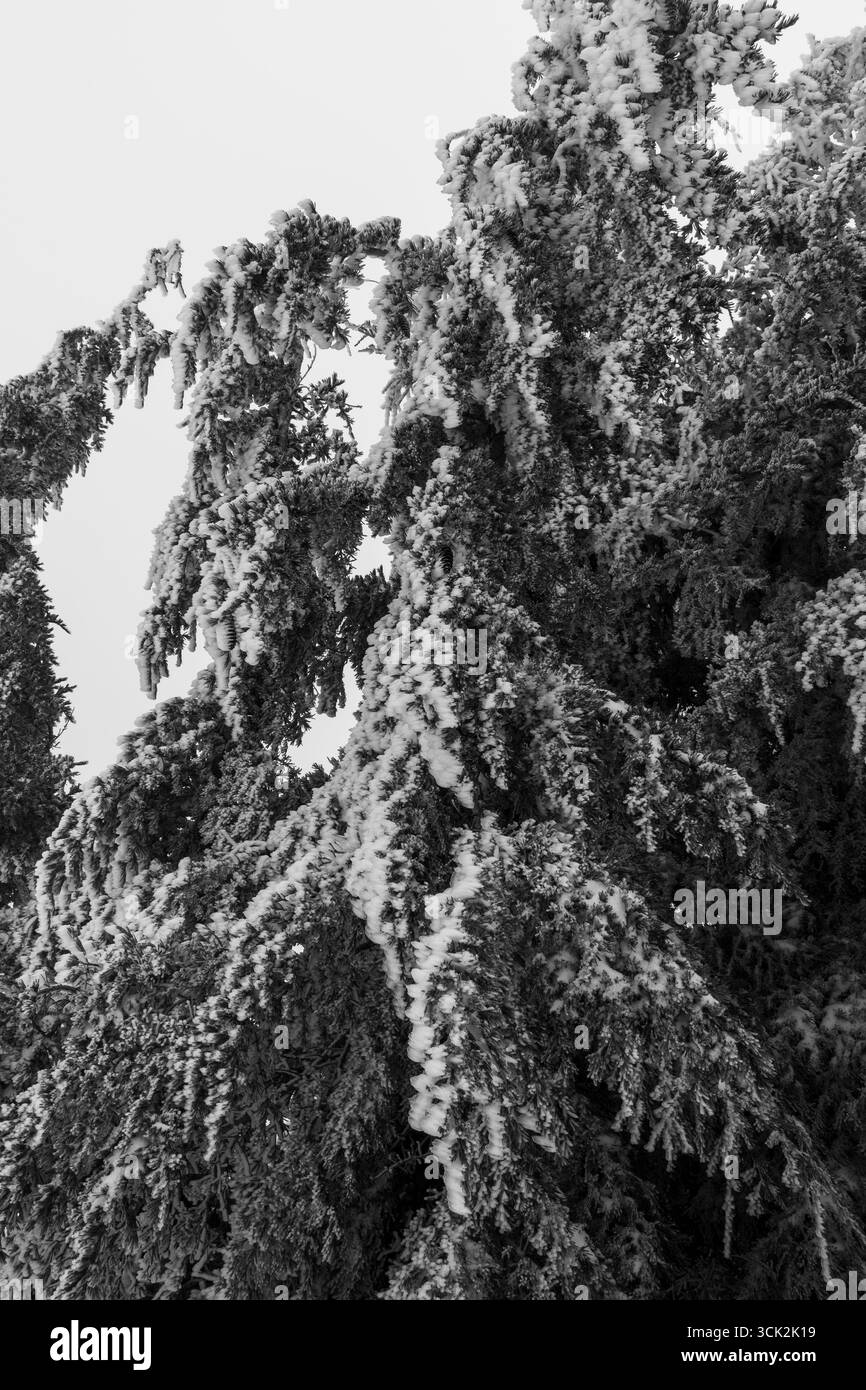Rami smerigliati ricoperti di delicato ghiaccio. Foto Stock