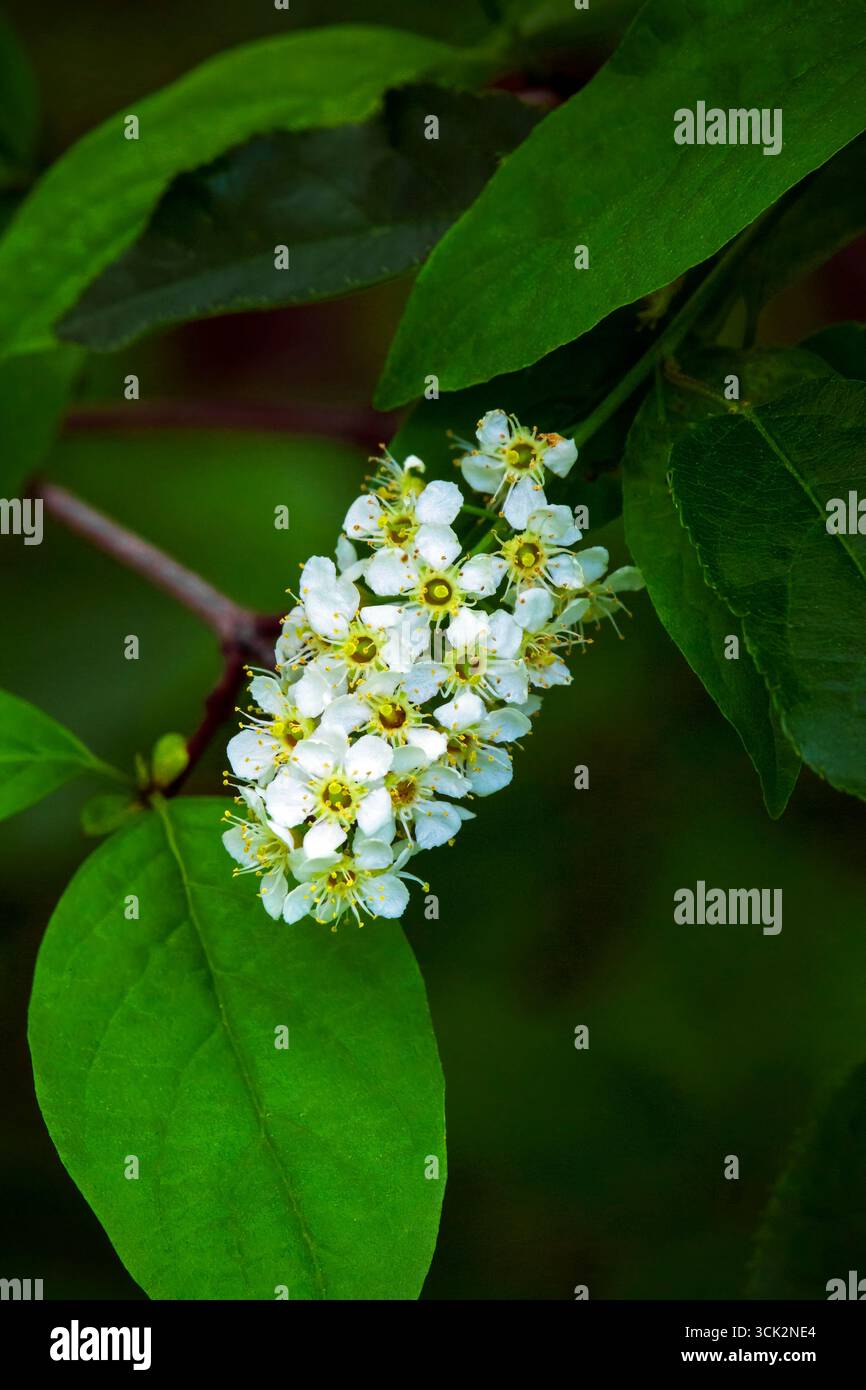 Soffocare i ciliegi in fiore Foto Stock