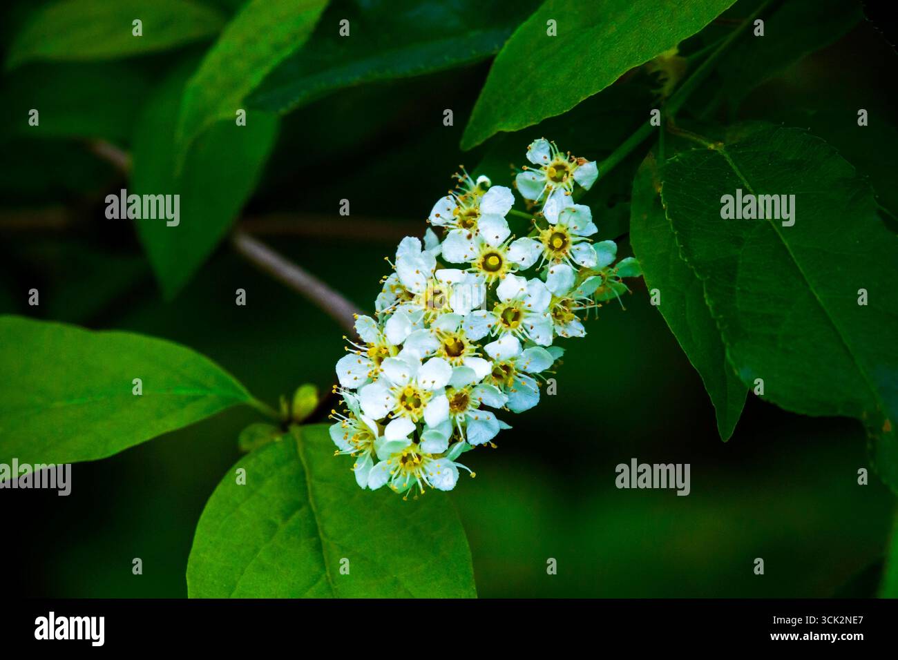 Soffocare i ciliegi in fiore Foto Stock