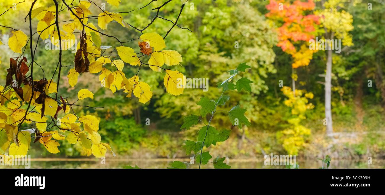 Foglie di giallo brillante e verde in primo piano con lo sfondo di una foresta, dove gli alberi mostrano colori autunnali dal verde al giallo e al rosso, accanto a Foto Stock