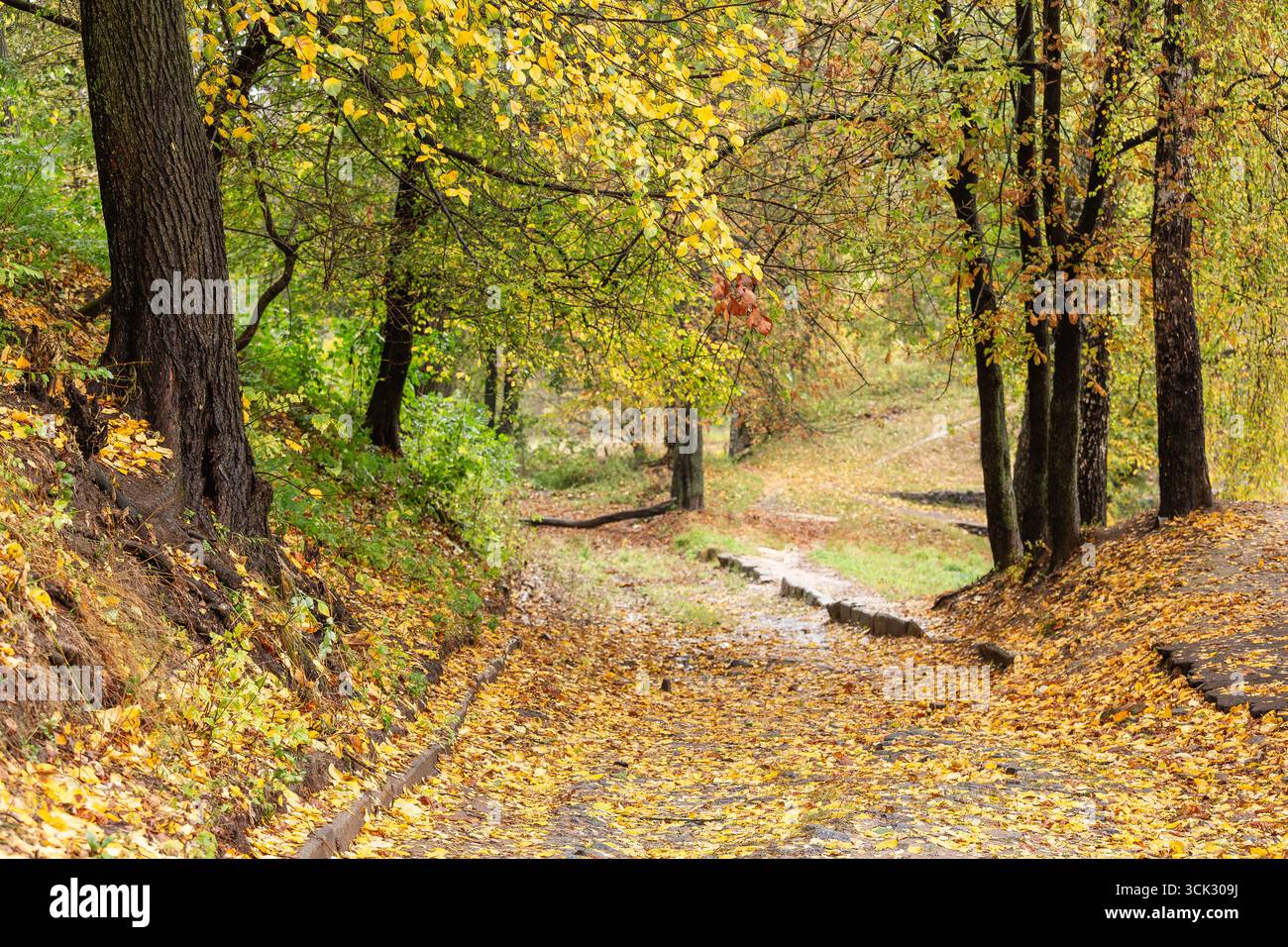 Un tranquillo sentiero boschivo ricoperto di foglie d'autunno dorate, circondato da alberi con fogliame colorato che creano una scena serena e naturale. Foto Stock