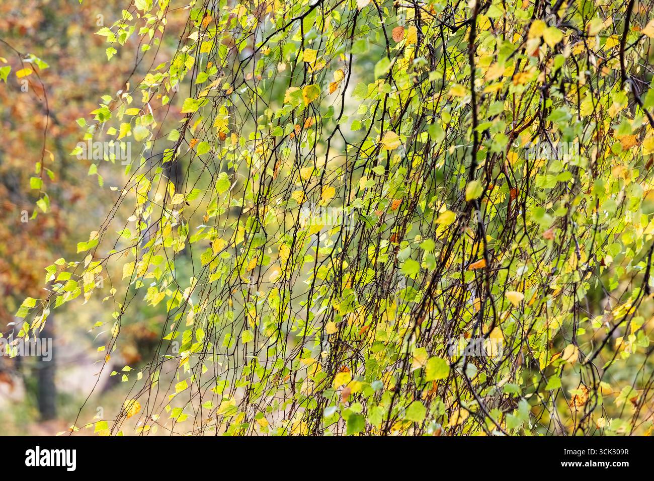 Primo piano di sottili rami autunnali ricoperti di foglie verdi e gialle, creando una texture stagionale naturale e un vivace sfondo all'aperto. Foto Stock