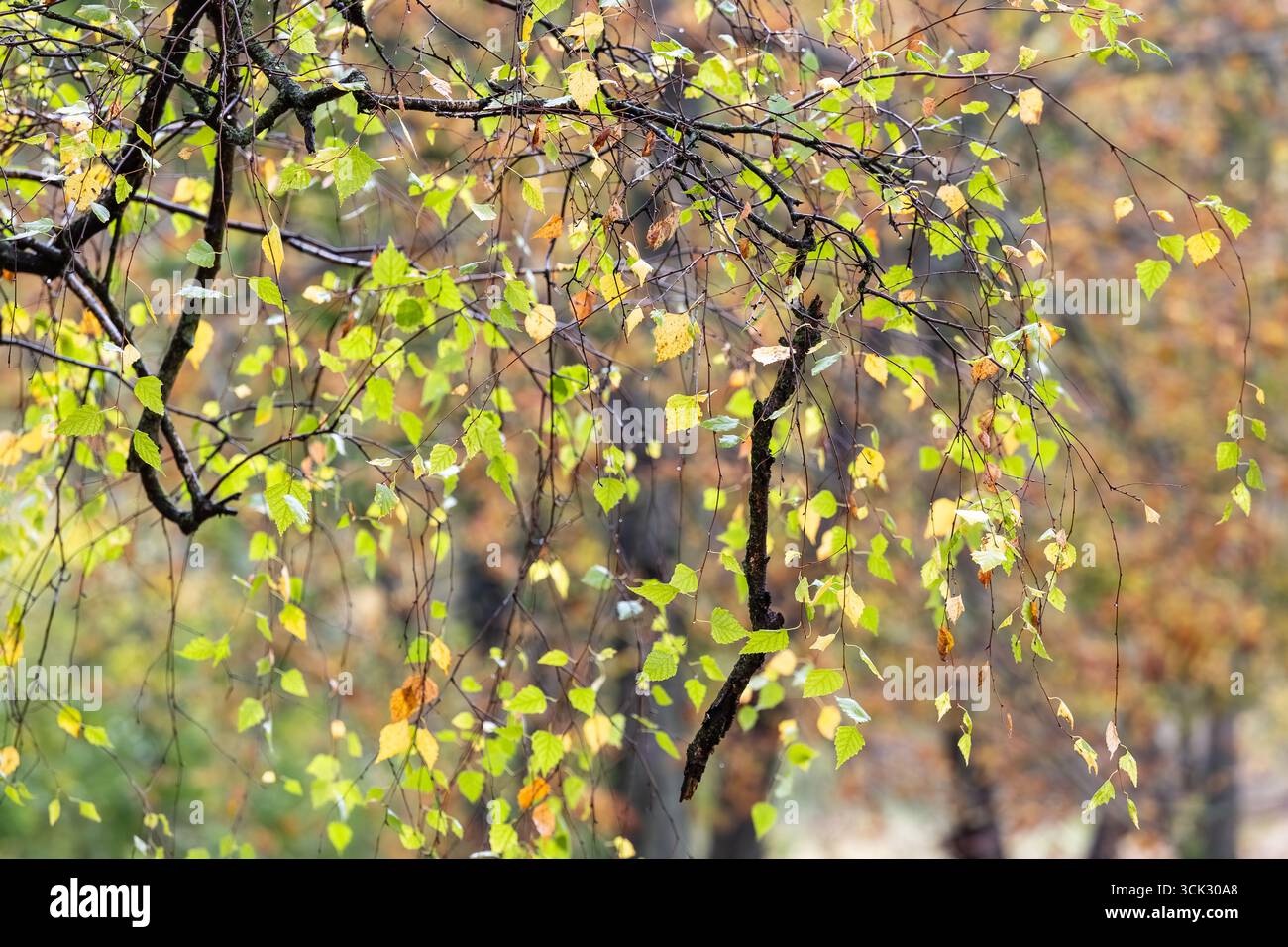 Primo piano di sottili rami autunnali ricoperti di foglie verdi e gialle, creando una texture stagionale naturale e un vivace sfondo all'aperto. Foto Stock