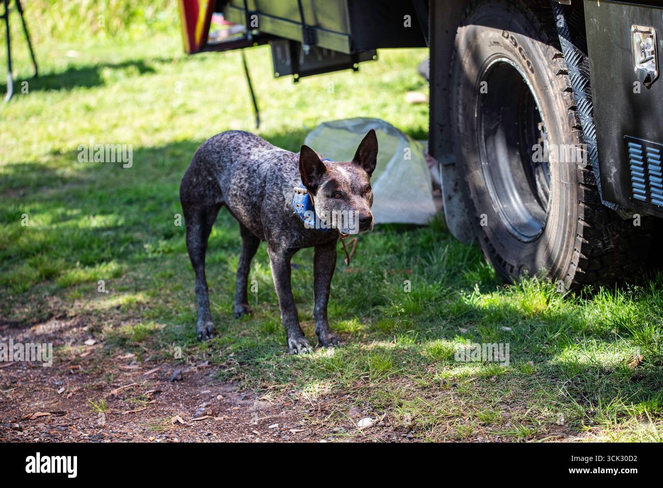 ritratto di un cane heeler blu Foto Stock
