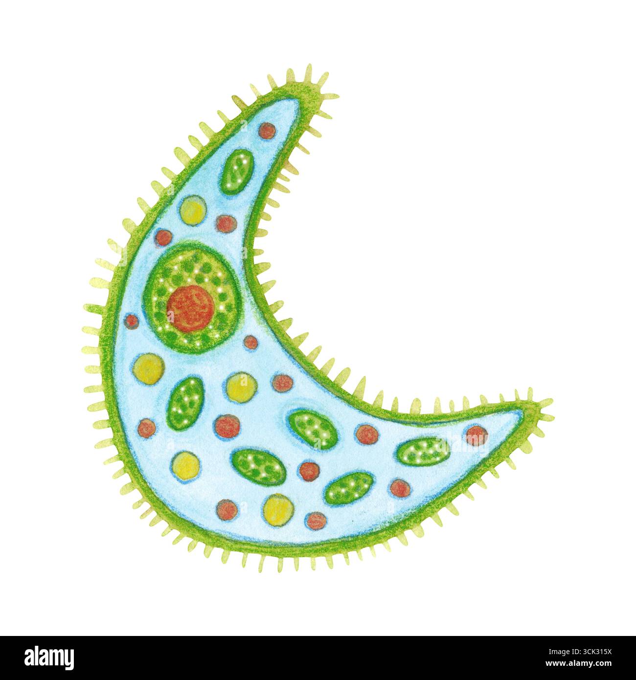 Organismo monocellare, fitoplancton. Illustrazione acquerello disegnata a mano. Disegnare per etichette, biglietti, adesivi, scrapbooking. biologia, oceano, mare Foto Stock