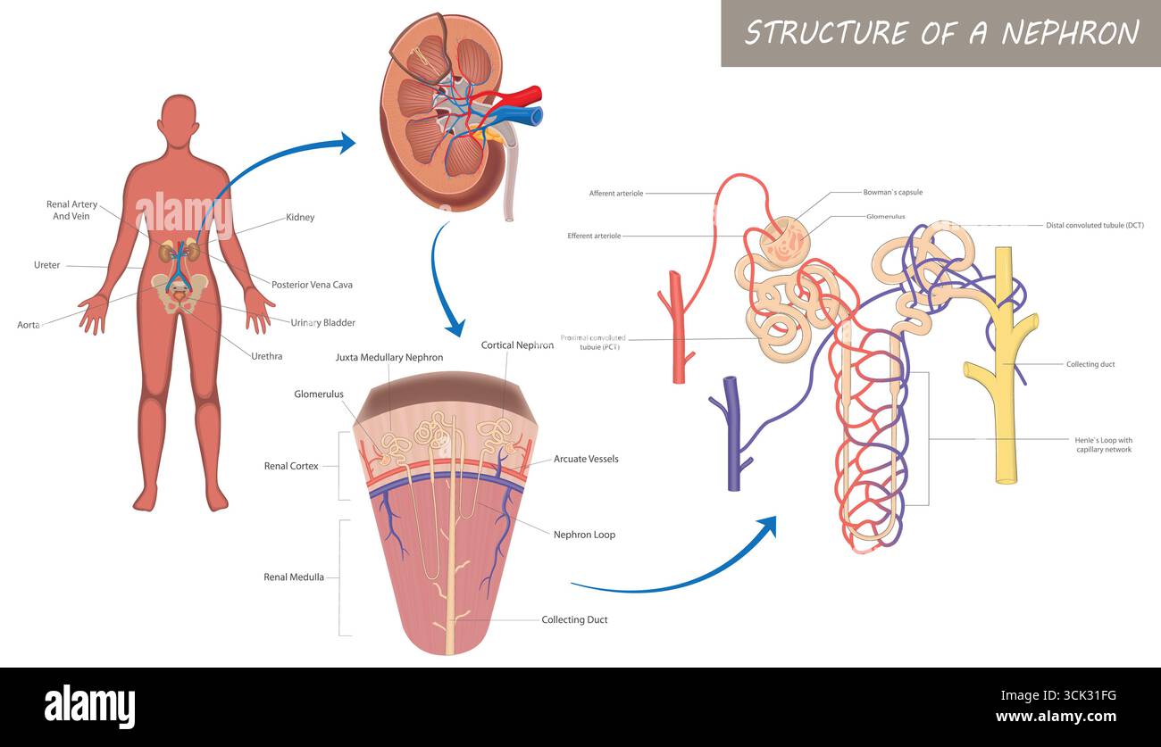 Diagramma anatomico della struttura del nefrone renale umano. Illustrazione Vettoriale