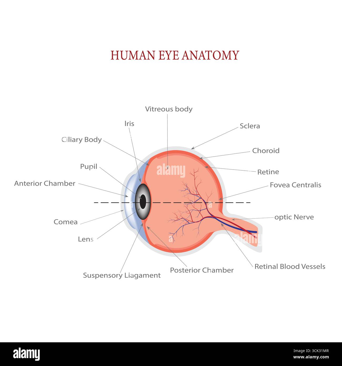 Diagramma anatomico etichettato dell'occhio umano, che mostra strutture chiave come la retina, la cornea, la lente, il nervo ottico e i vasi sanguigni. Illustrazione Vettoriale