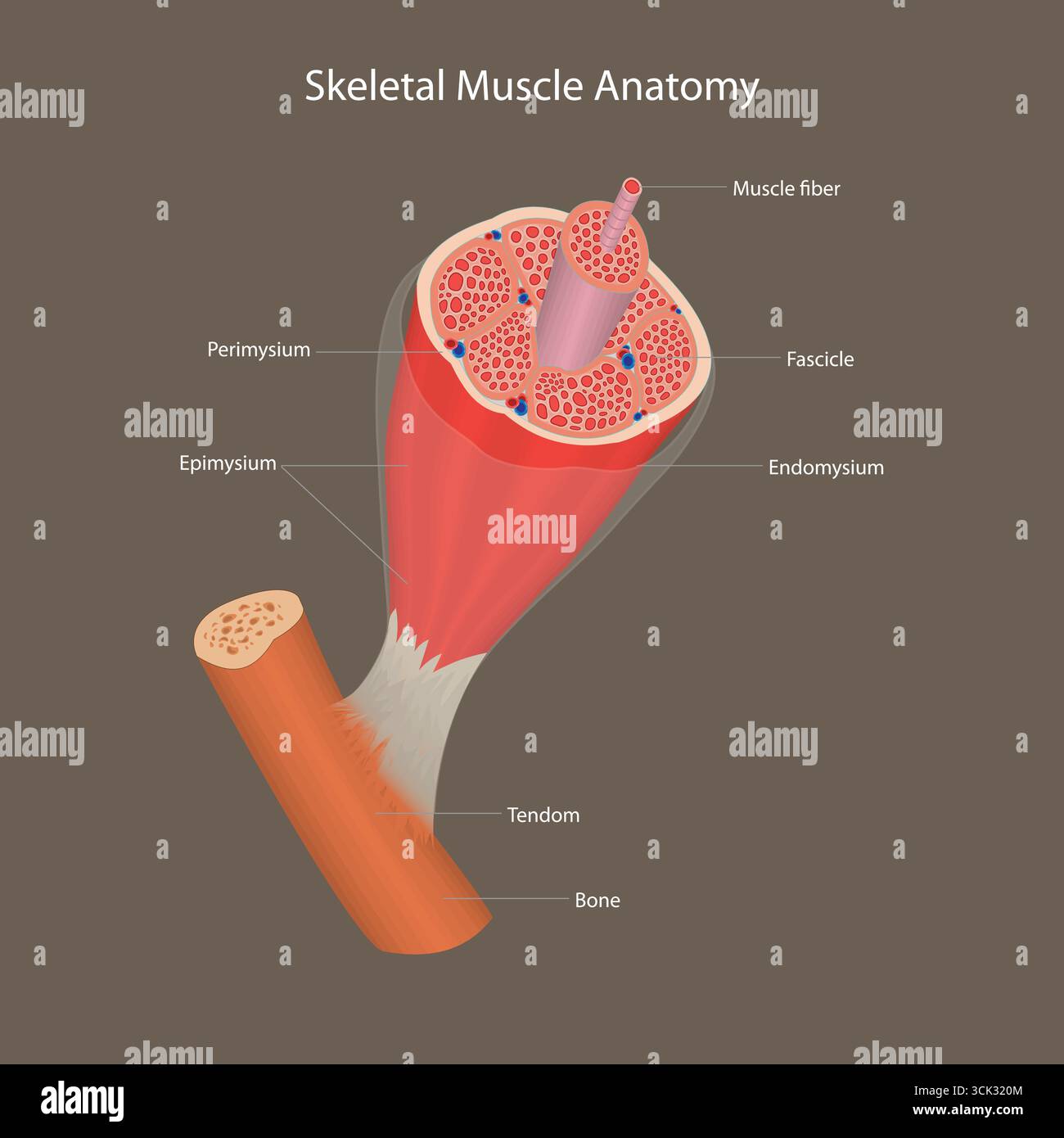 Diagramma anatomico che mostra la sezione trasversale delle fibre muscolari scheletriche, fascicoli e tessuti connettivi. Illustrazione Vettoriale