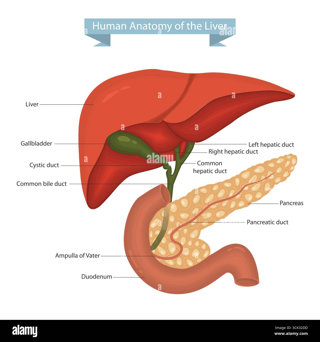 Illustrazione vettoriale dettagliata dell'anatomia epatica umana con cistifellea, pancreas e duodeno. Anatomia epatica umana con pancreas e dotto biliare. Illustrazione Vettoriale