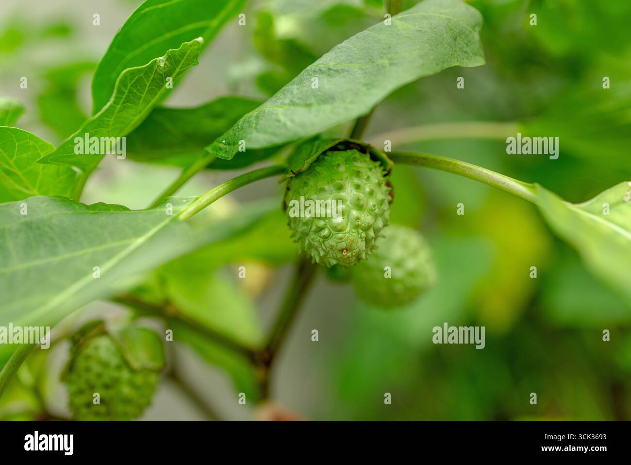 Frutta tromba del Diavolo (Datura metel) su una pianta Foto Stock