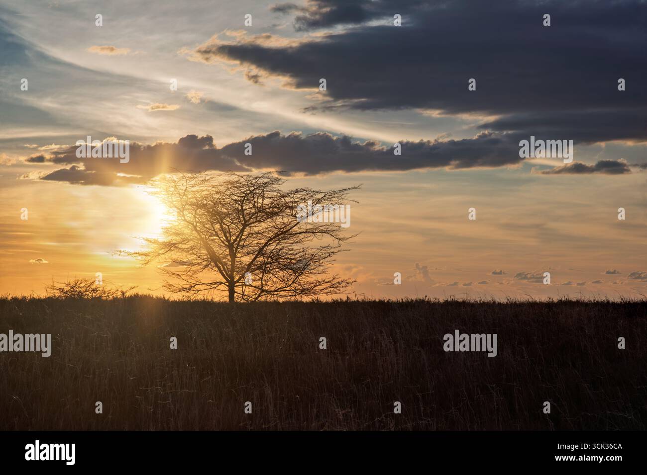 tramonto africano, albero solitario solo nelle pianure della savana, cielo blu arancione con nuvole Foto Stock