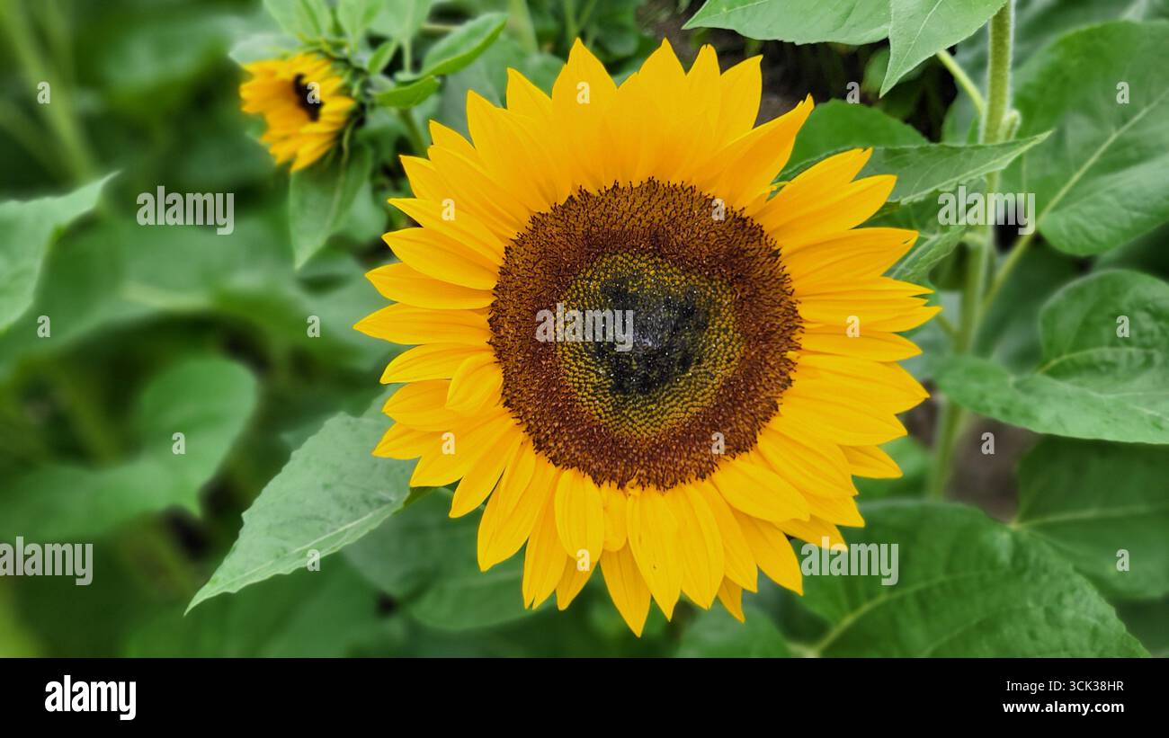 Primo piano di una fioritura di girasole dorata in un campo estivo con uno sfondo verde sfocato di foglie di girasole Foto Stock