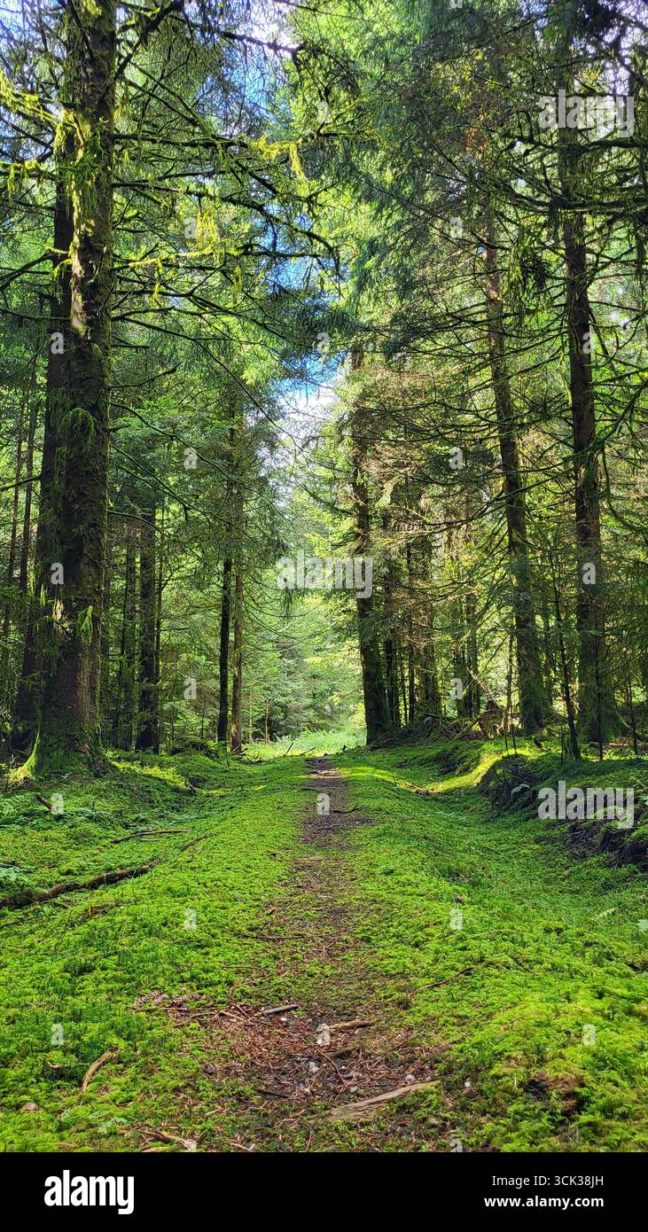 Tranquillo paesaggio boschivo con fitte vegetazione e alti alberi che circondano un sentiero naturale a piedi Foto Stock