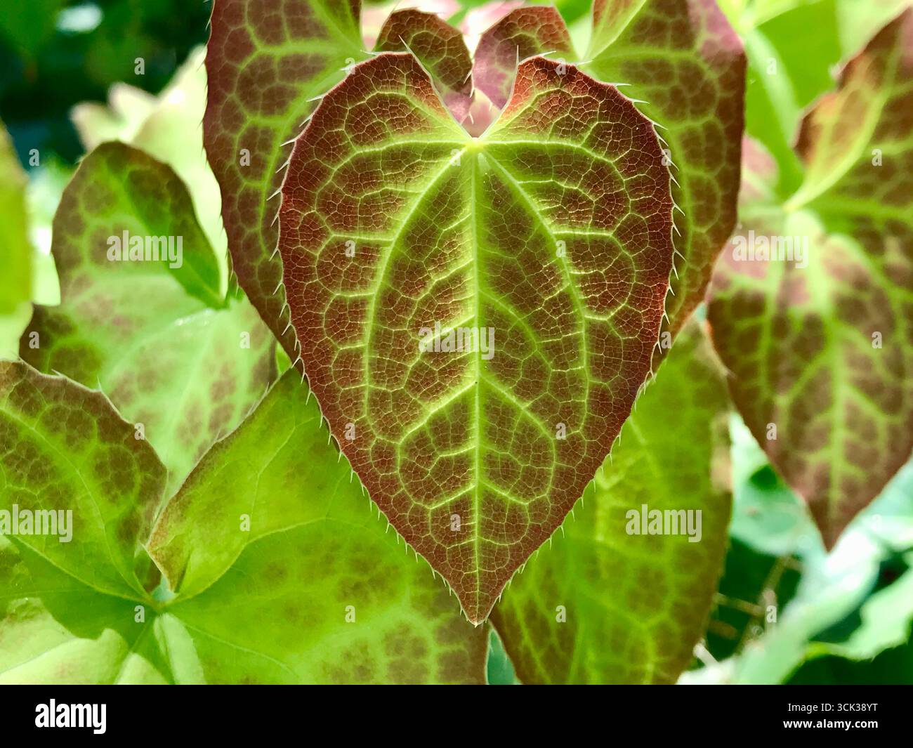 Primo piano unico di una foglia a forma di cuore con venature verdi brillanti e una superficie di rosso scuro intenso. Sullo sfondo, foglie più simili appaiono leggermente sfocati Foto Stock