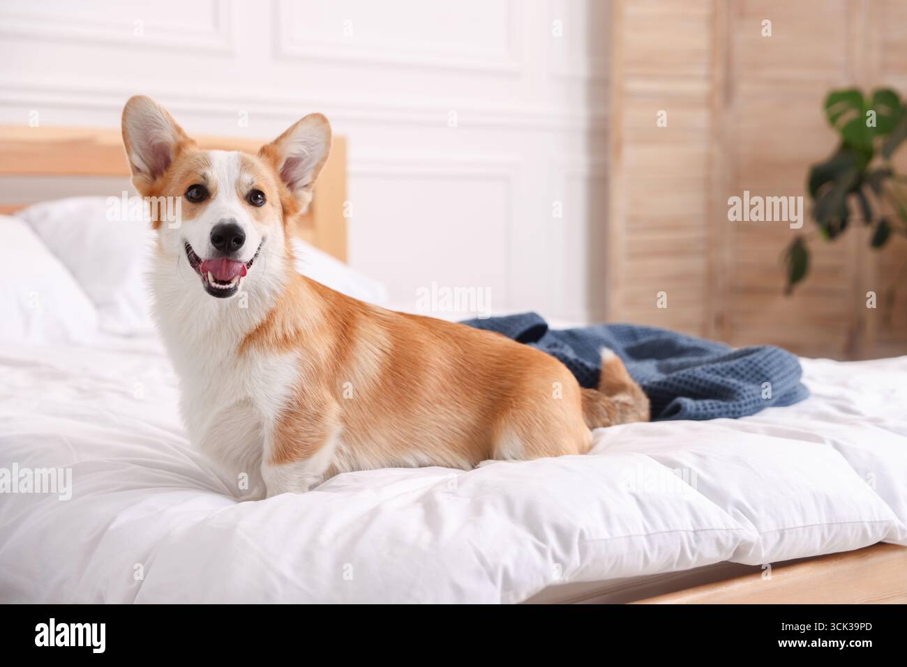 Hotel in cui sono ammessi gli animali domestici. Bel cane seduto sul letto all'interno Foto Stock