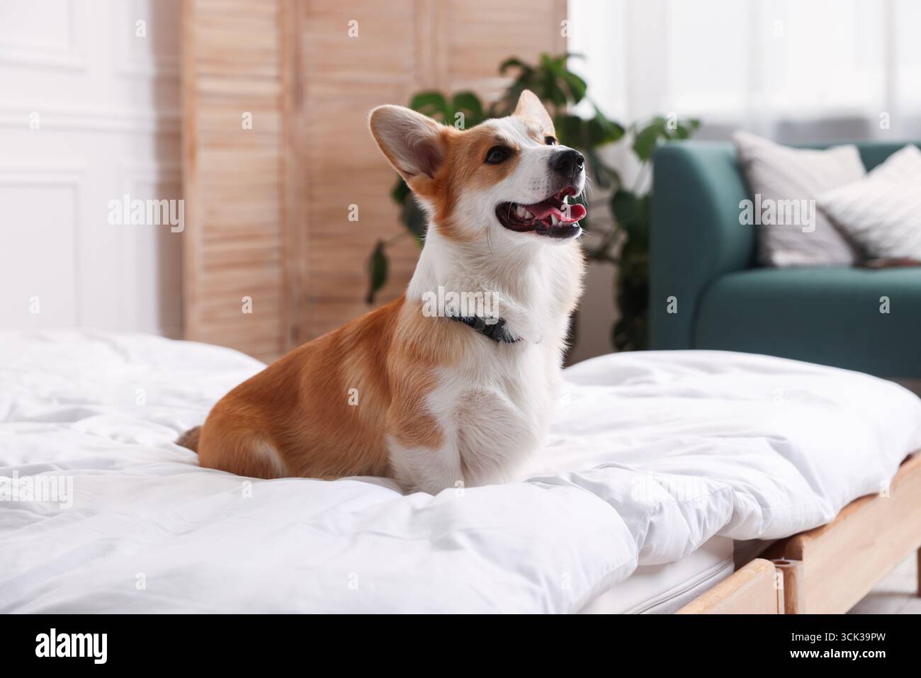 Hotel in cui sono ammessi gli animali domestici. Bel cane seduto sul letto all'interno Foto Stock