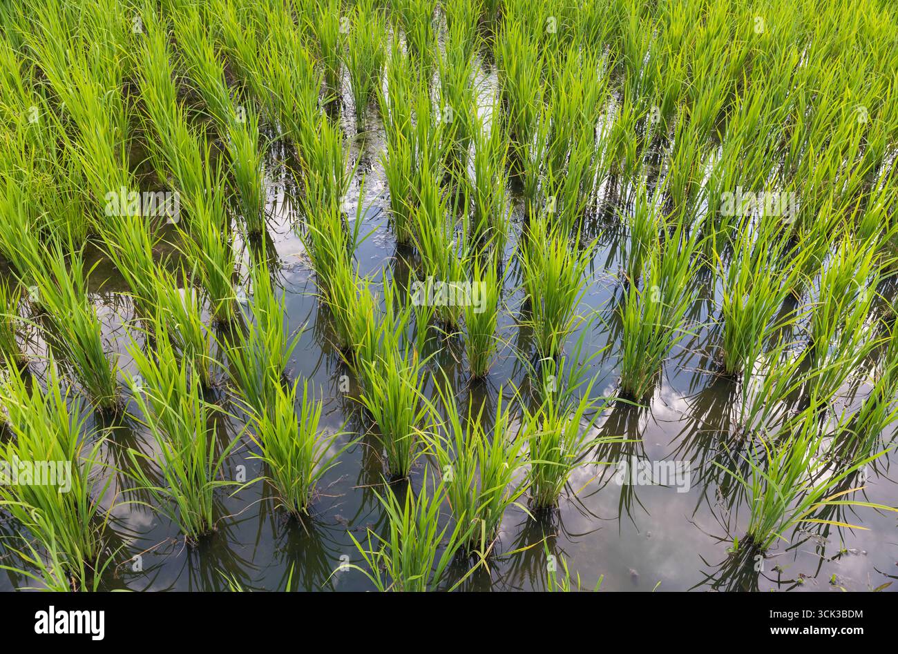 Emissioni di metano derivanti dalla produzione tradizionale di riso allagato Foto Stock