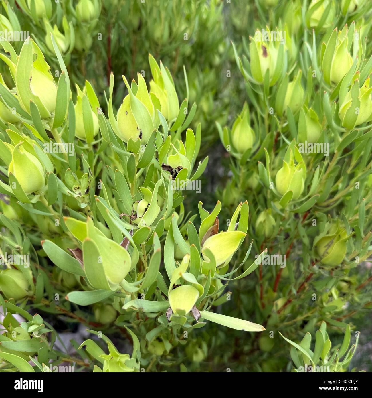 Pace verde Foto Stock