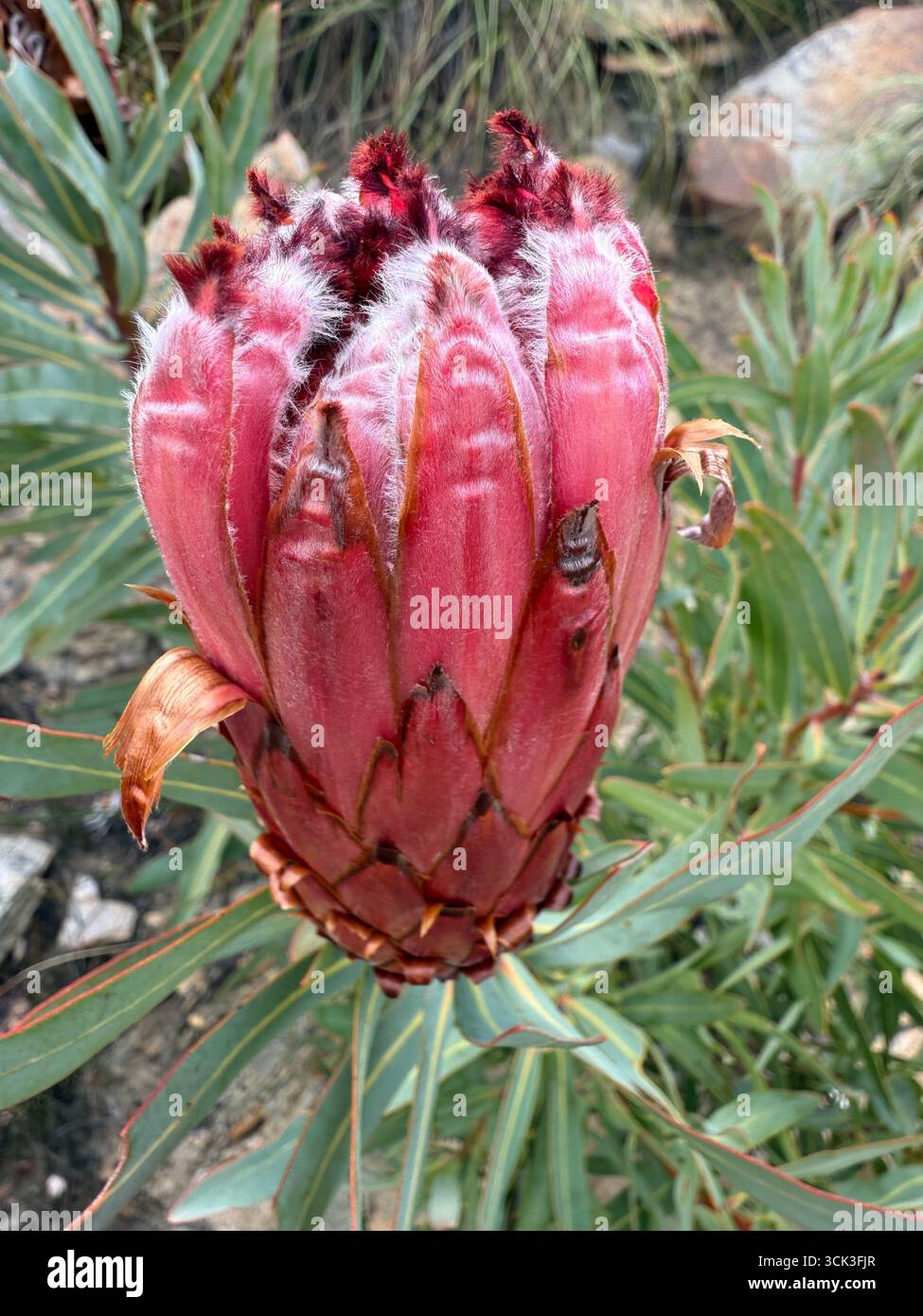 Protea selvaggio - Immagine stock catturata con smartphone