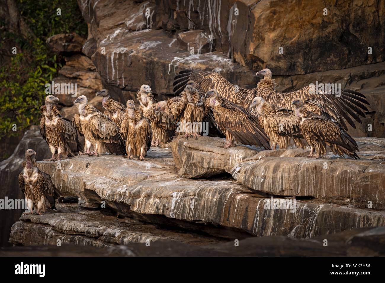 Un gruppo di avvoltoi dell'Himalaya quasi minacciati che riposano durante le ore del tardo pomeriggio su un posatoio roccioso nel sito della cascata di Dhundhuwa seha a Panna Foto Stock