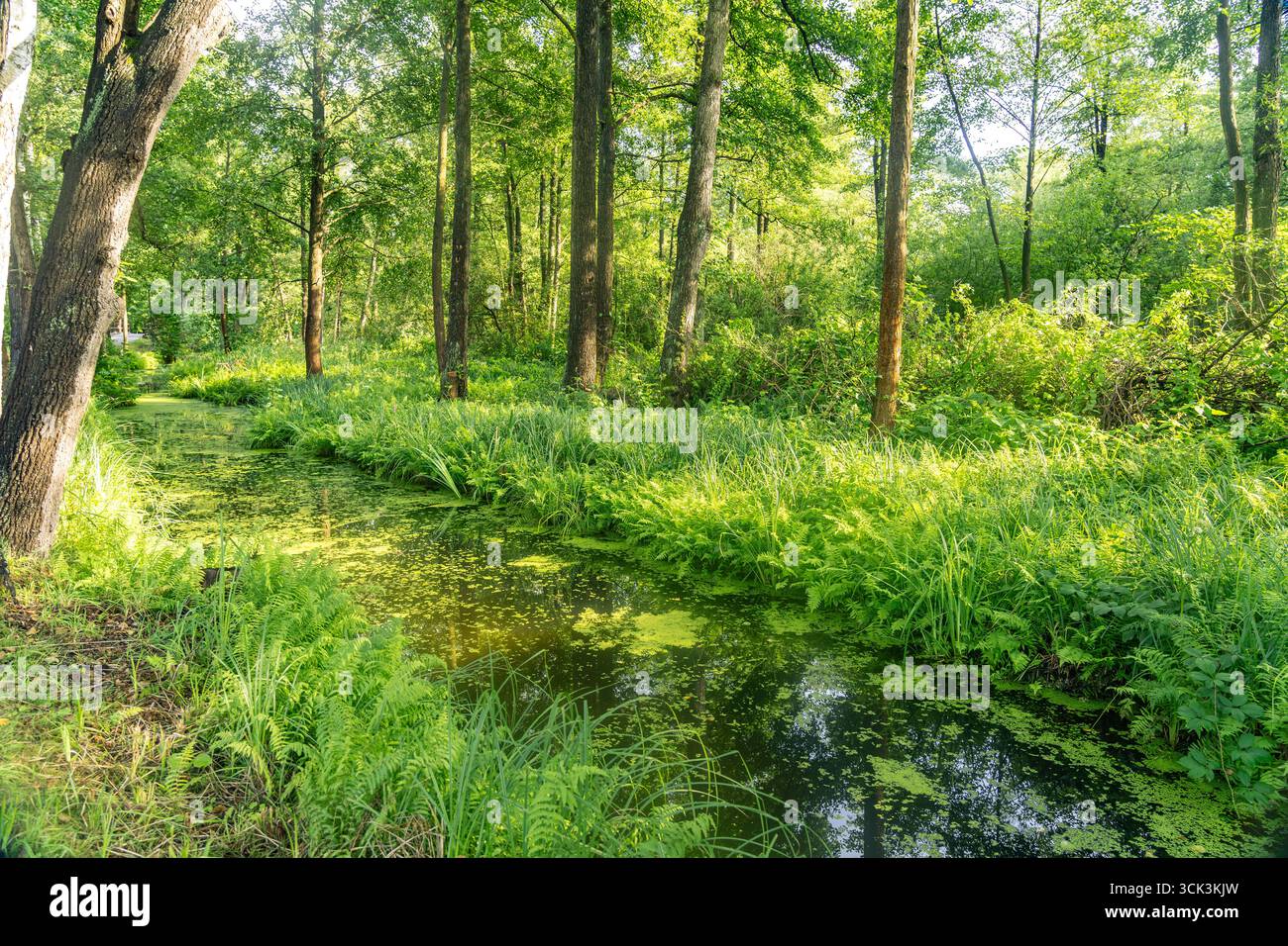 Kanal oder Spreewaldfließ im Spreewald bei Lübbenau / Spreewald, Brandeburgo, Deutschland | Canale della Foresta di Sprea a Lübbenau / Spreewald, Brandeburgo, Foto Stock