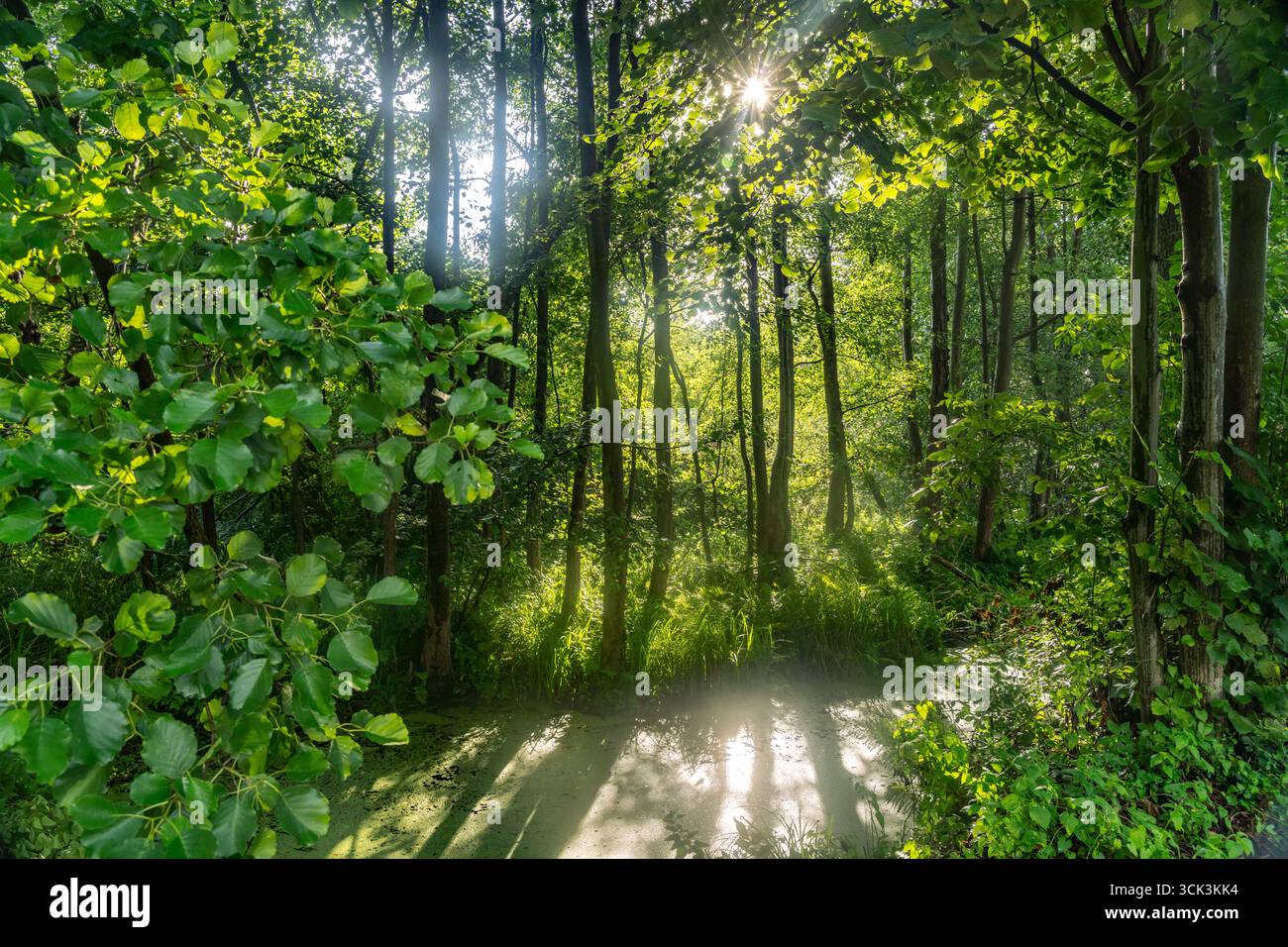 Kanal oder Spreewaldfließ im Spreewald bei Lübbenau / Spreewald, Brandeburgo, Deutschland | Canale della Foresta di Sprea a Lübbenau / Spreewald, Brandeburgo, Foto Stock