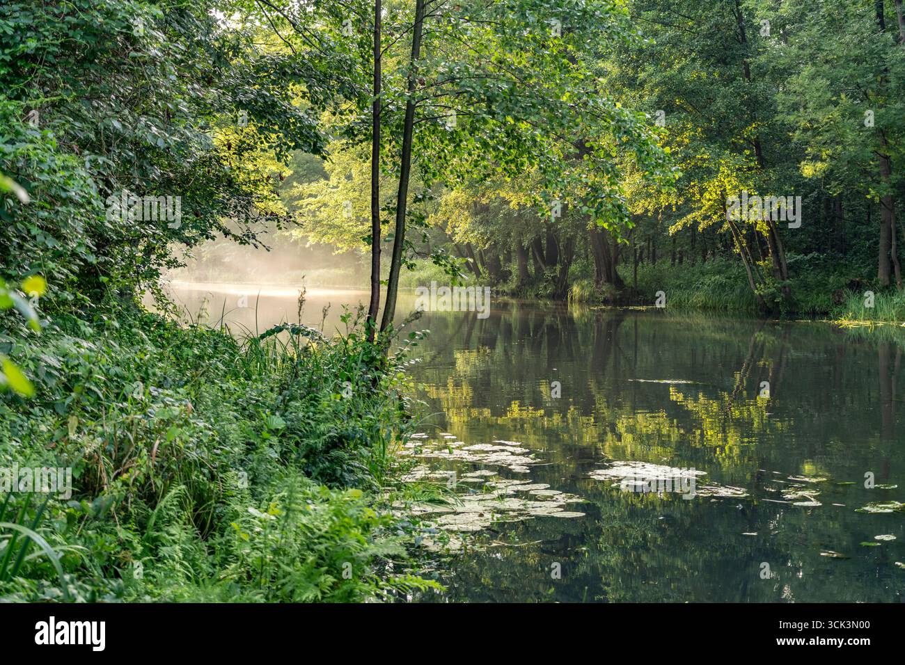 Kanal oder Spreewaldfließ im Spreewald bei Burg, Brandenburg, Deutschland | Canale della foresta di Sprea vicino a Burg, Brandeburgo, Germania Foto Stock