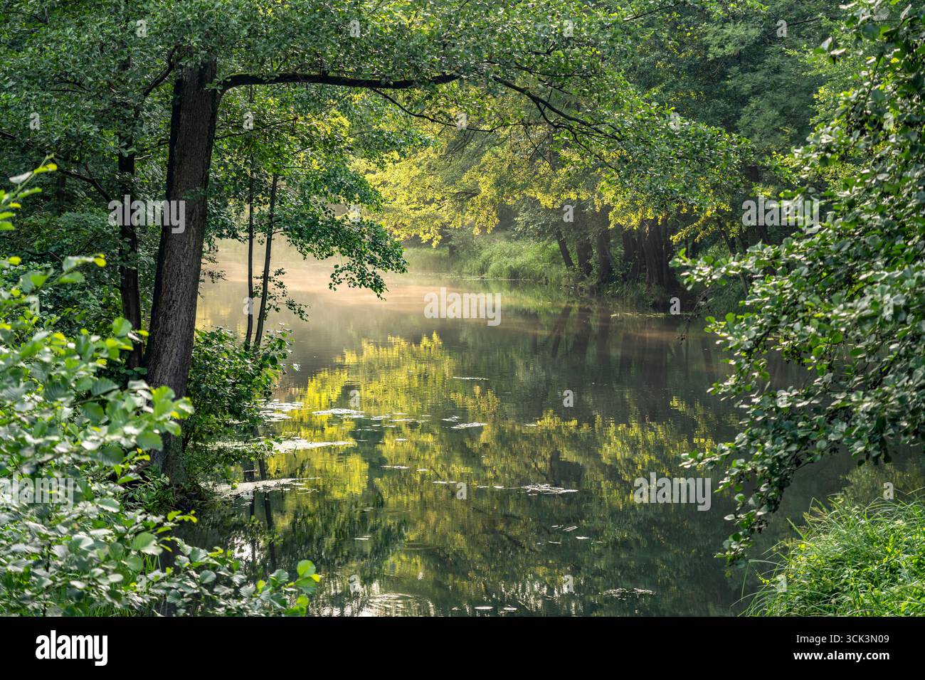 Kanal oder Spreewaldfließ im Spreewald bei Burg, Brandenburg, Deutschland | Canale della foresta di Sprea vicino a Burg, Brandeburgo, Germania Foto Stock