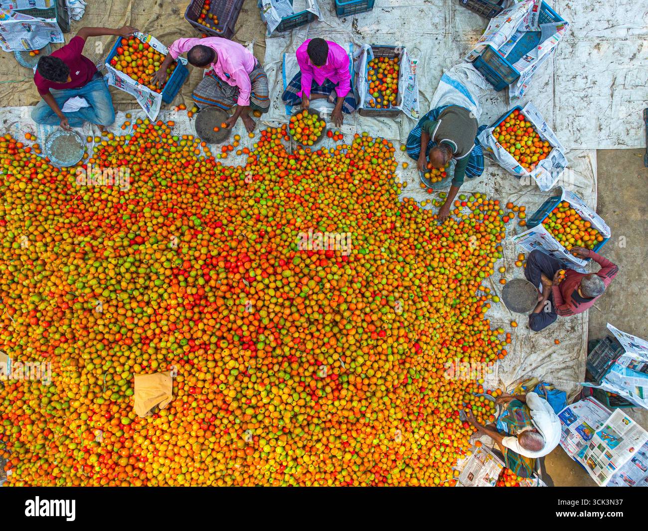 Bogura, Bangladesh - 13 gennaio 2024: Vista aerea di un mare vibrante di pomodori sparsi su un telo, mentre i venditori di abbigliamento colorato selezionano il raccolto fresco vicino al vivace mercato. Foto Stock
