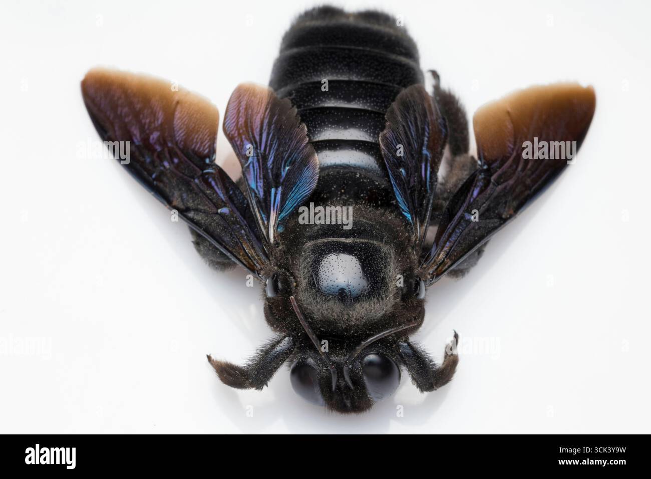 Le specie di Xylocopa, o api Carpenter, sono api solitarie che scavano tane in sostanze vegetali dure come legno morto o bambù. Foto Stock