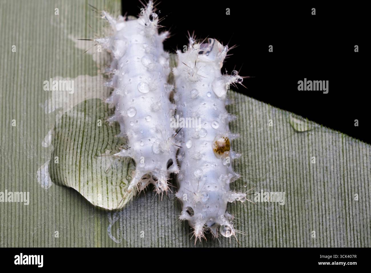 I caterpillari Moth, la fase larvale delle falene, sono disponibili in varie forme e dimensioni, con distinte abitudini alimentari. Svolgono un ruolo fondamentale nell'ecosistema Foto Stock