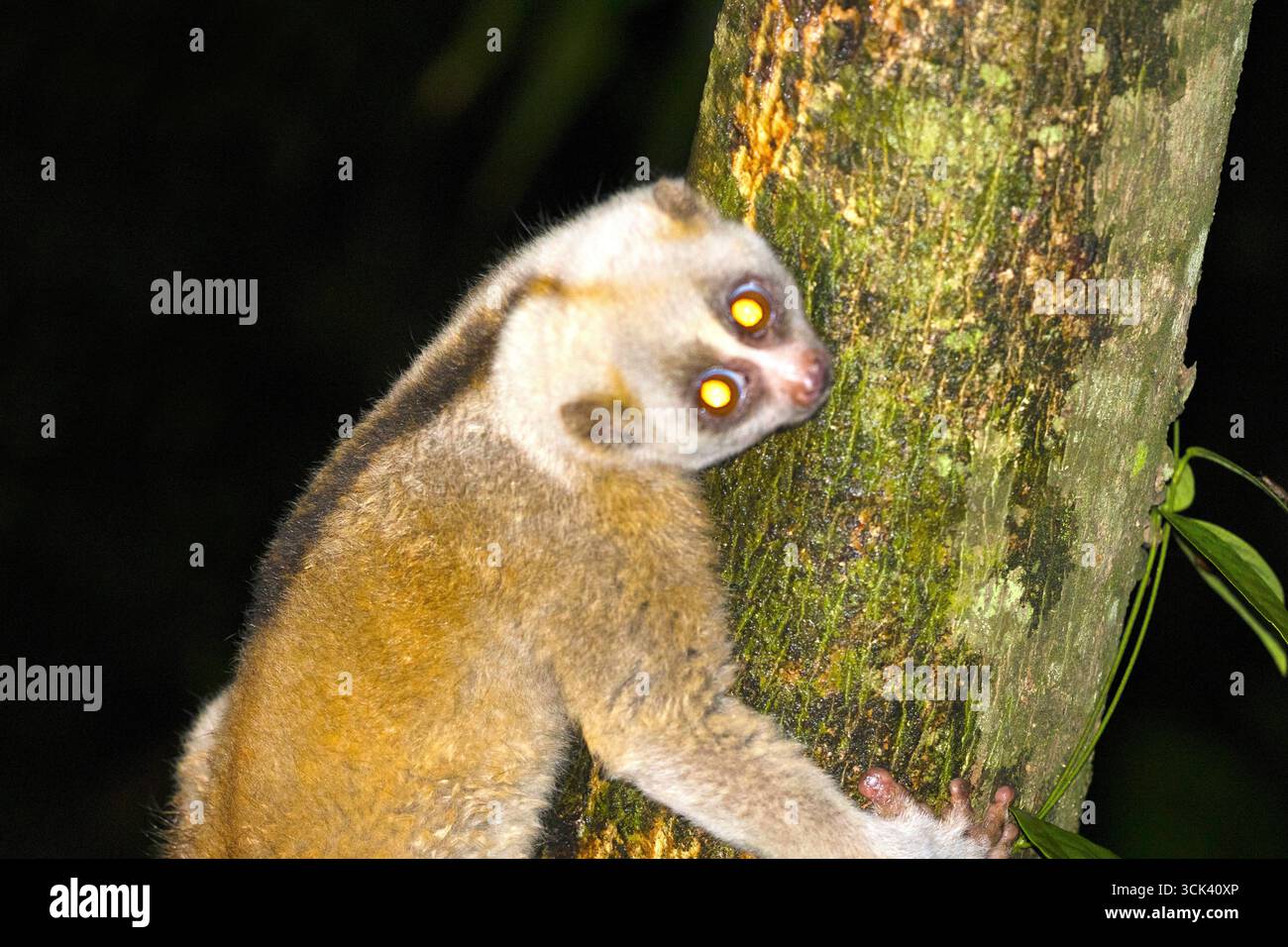 Il loris lento del Bengala (Nycticebus bengalensis) è un primate arboreo notturno noto per il suo naso umido unico e il morso velenoso, che si trova principalmente in so Foto Stock