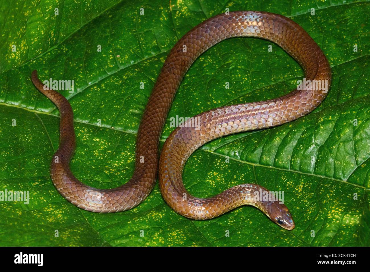 Immagine ravvicinata di Blythia reticulata, una specie di serpente non velenosa, catturata nel nord-est dell'India. Foto Stock