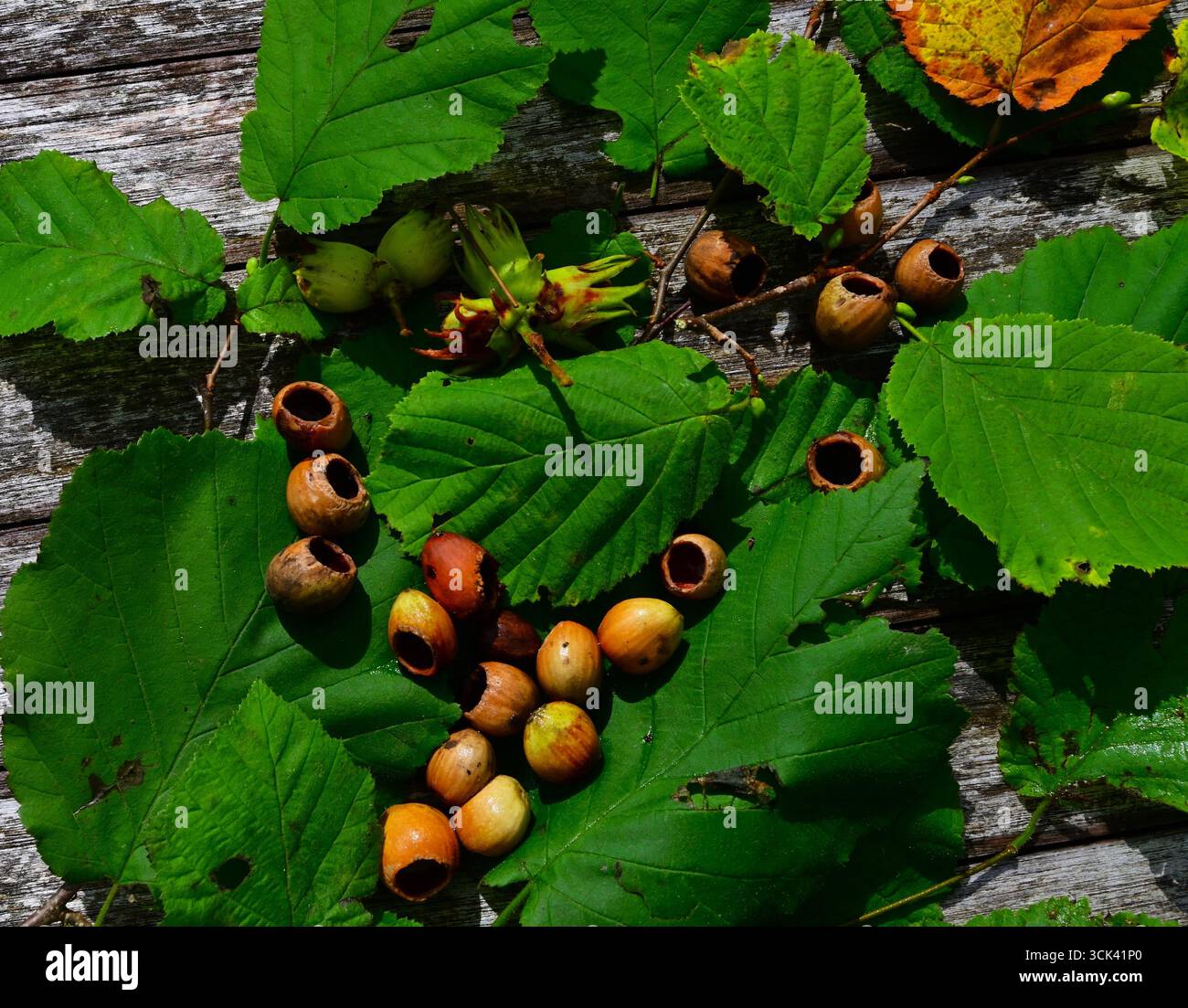 Le conchiglie vuote di nocciole mangiate bu Dormice mostrando il pulito rosticing di conchiglia Foto Stock