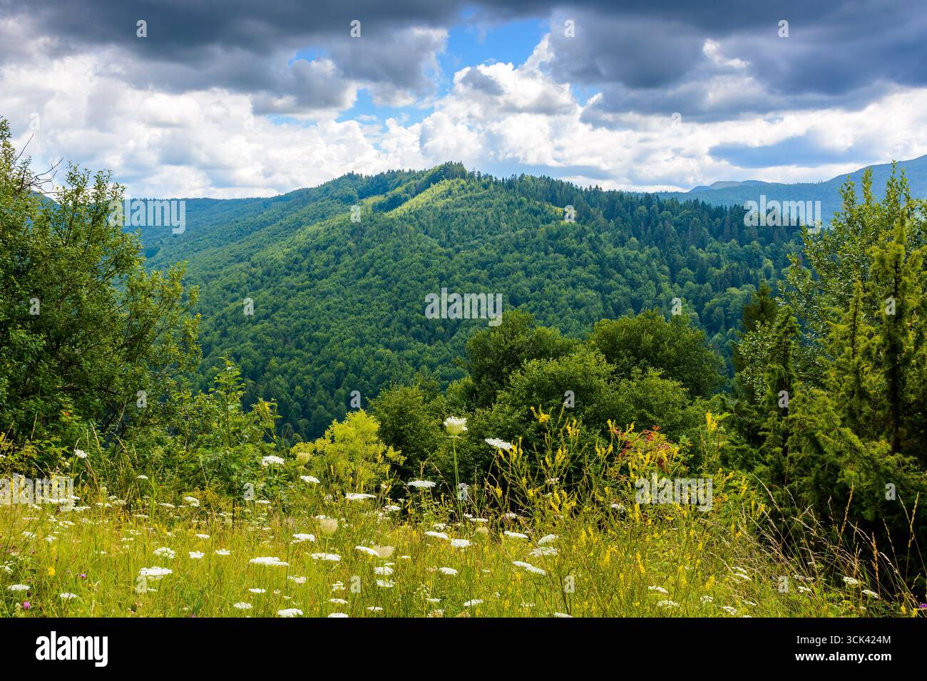 paesaggio dei carpazi in un giorno d'estate. alpi dell'ucraina nella loro bellezza divina tra colline boscose sotto un cielo nuvoloso. regione della transcarpazia Foto Stock
